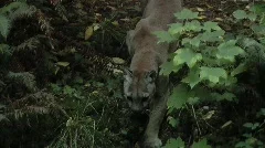 Cougar stalking prey