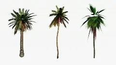 Palm trees flowing in the wind,Alpha included for easier compositing