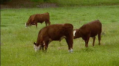 Cattle Grazing