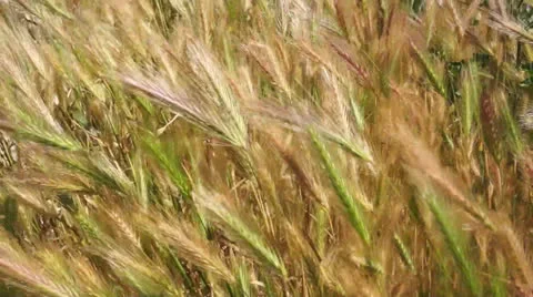 00035 Stock Footage 24657922