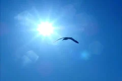 Birds 7 Seagulls flying over sunlight Loop