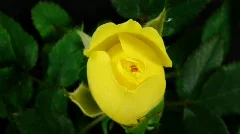 HD720p Yellow Rose flowering (Time Lapse)
