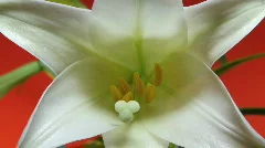 Easter Lily (time-lapse) 