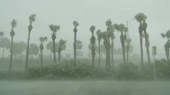 Hurricane force wind blows palm trees