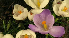 Time-lapse of opening colorful crocuses in field at sunrise 7