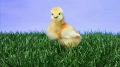Newborn Baby Chick Chirping on Green Grass, Chicken