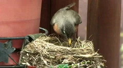 Mother Robin Cares for Her Eggs in Nest