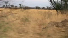 Cheetah Running Along