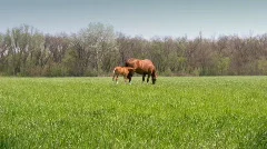 Mother horse and her foal grazing on meadow