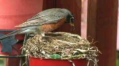 Robin's Nest 501