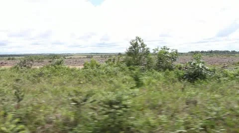 0004-Amazon-Deforest#503A48 Stock Footage 22182162