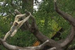 White Gibbon monkey playing in the trees