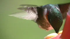 Male North American Ruby Throated Hummingbird At A Bird Feeder