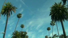 Beverly Hills palm trees - HD 