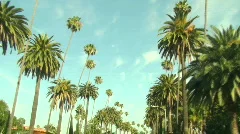 California palm trees - HD 