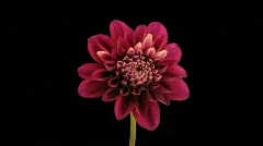 Time-lapse of blooming red dahlia with alpha matte
