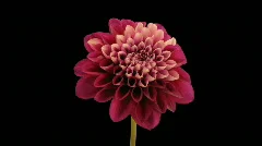 Time-lapse opening and dying red dahlia 9b with alpha matte