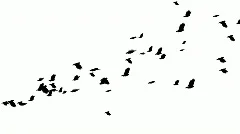flock of pigeons loop