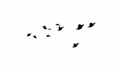 flock of pigeons flies over