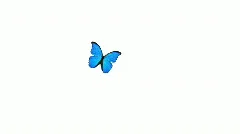 blue butterfly