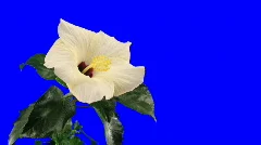 Time-lapse of white hibiscus flower opening 9 chroma key