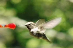 High Speed Camera : Hummingbird 9 Red Loop 700fps