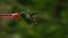 Hummingbird 13 Fly in & out Loop