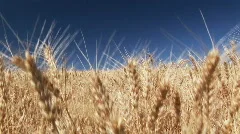 Wheat Field against a blue sky