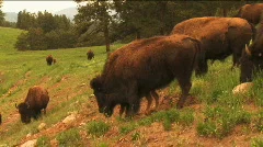 (1113) Bison Grazing on Ranch Land with Calves