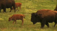 (1113) Bison Grazing on Ranch Land with Calves