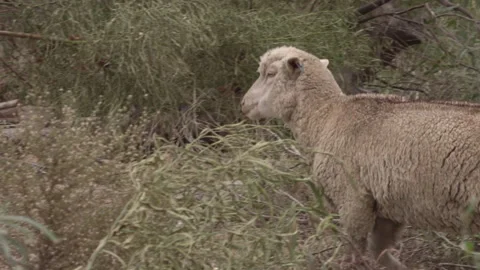 0005  Merino Sheep Wanders Through Rugged Western Cape Landscape Stock Footage 309099512