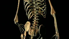 Human skeleton rotating 