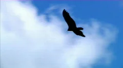 Gliding Vulture in the Sky