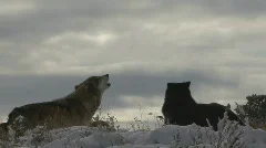 Wolf Pack Wolves Howling in Winter Against Gray Sky at Dusk Twilight