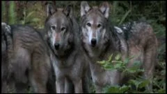 Pack of Gray Wolves 2bb