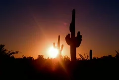 Saguaro Cactus Desert Sunrise NTSC