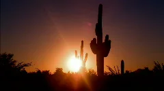 Saguaro Cactus Desert Sunrise HD