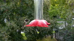 Hummingbird.