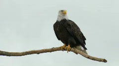 American Bald Eagle No.2