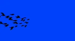 Flock of birds in flight with alpha matte (HD)