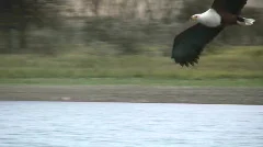 eagle catching a fish 2