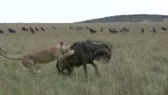 Two highly experienced female lions hunt down a wildebeest easily.