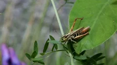 Grasshopper feeding from a leaf