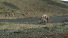Guanacos fight in a mating ritual in the Andes mountains of
