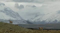 Gorgeous guanaco llamas walk across an open plain in