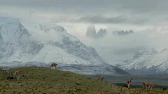 Guanacos stand together in formation in the distance  in