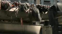 Red grapes tumble off the end of a conveyor belt at a