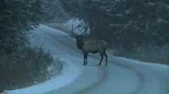 Wild Elk in Snow Storm Walks across Road into Thick Woods