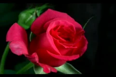 rose in bloom animation