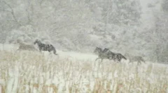 Horses Run Through Snow